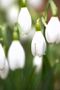 Snowdrop
